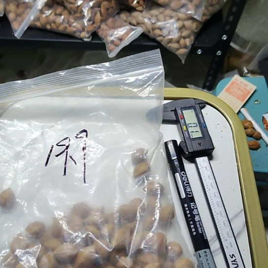 拼***搏橄榄核吊坠德庆王散籽