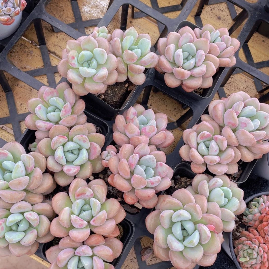 16号 白鹭 花斑鹭老桩双头一个