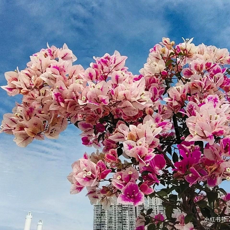 广红樱 三角梅大苗好养易开花花卉基地  【不带花发货】