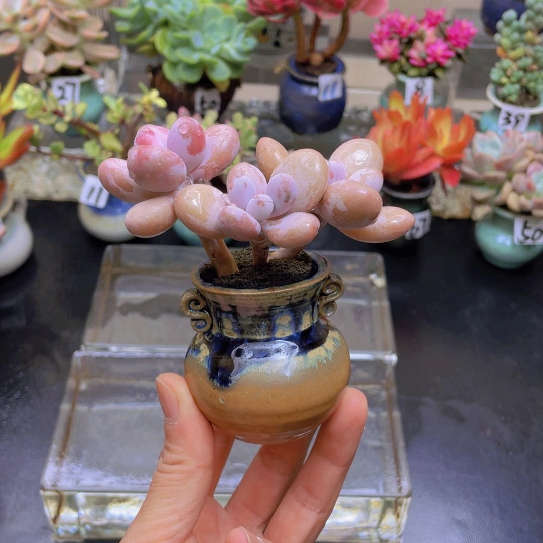 g*花器花器花器花器