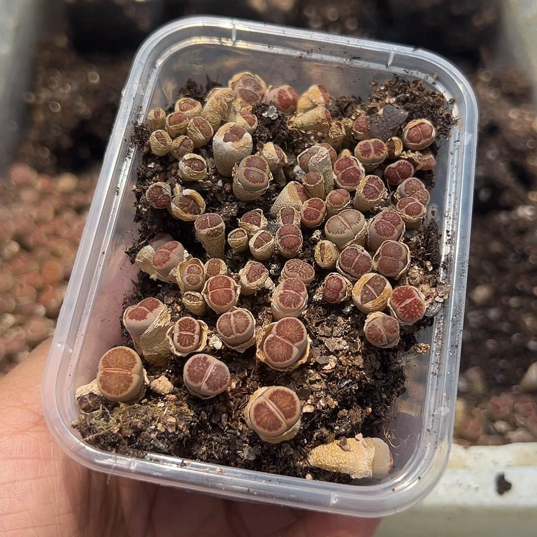 853小美菊福利11111111111