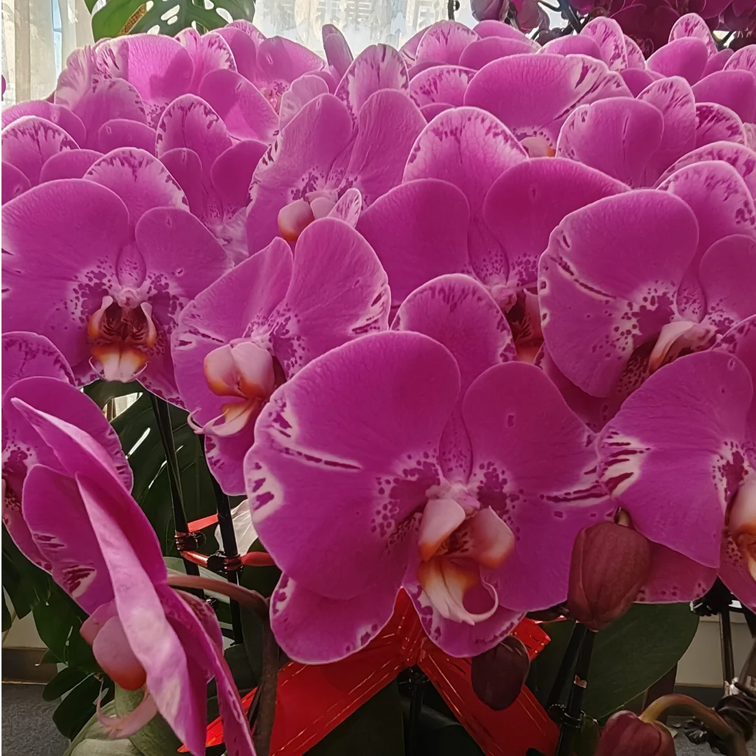 蝴蝶兰年卉花各色系