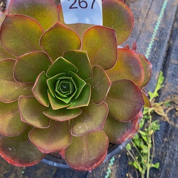 美金玫瑰手捧267一颗包邮