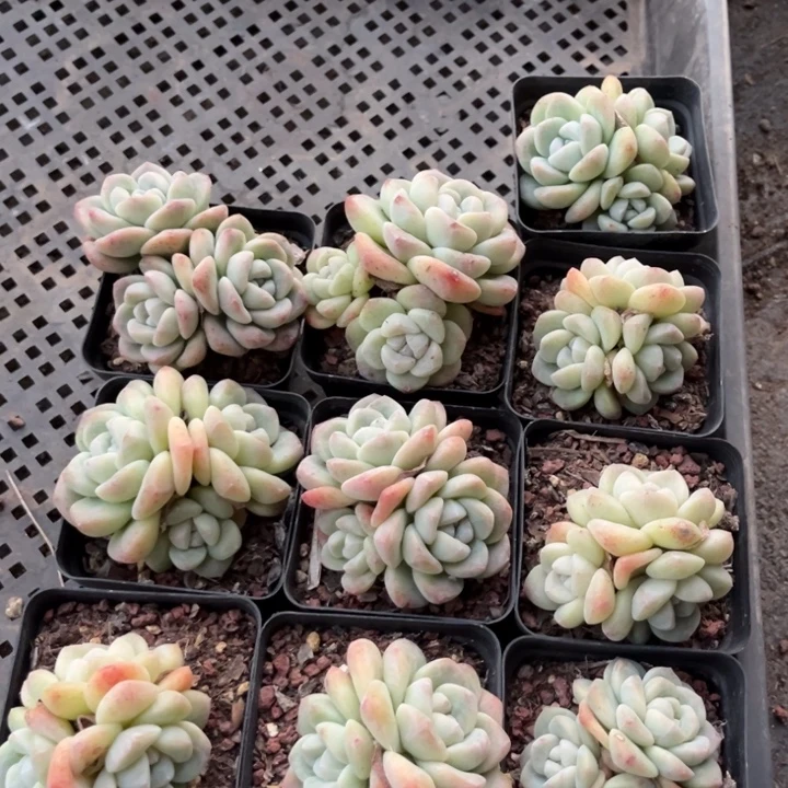 冰玉多肉七方盆一组10个17号