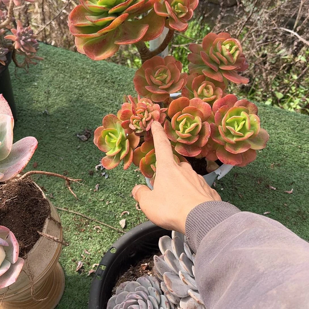 清***@好美多肉植物20