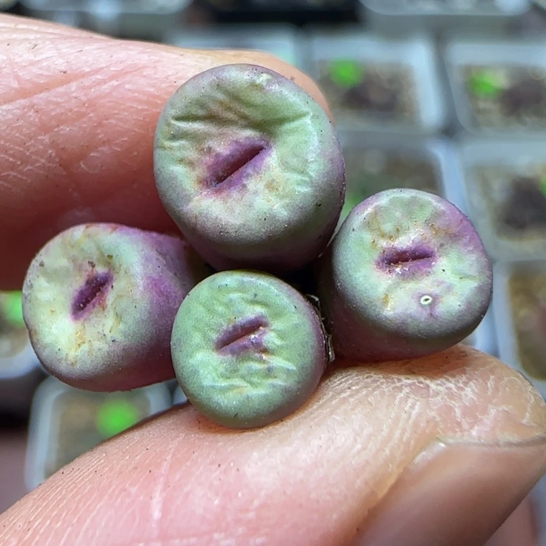 红嘴漂亮多肉植物32