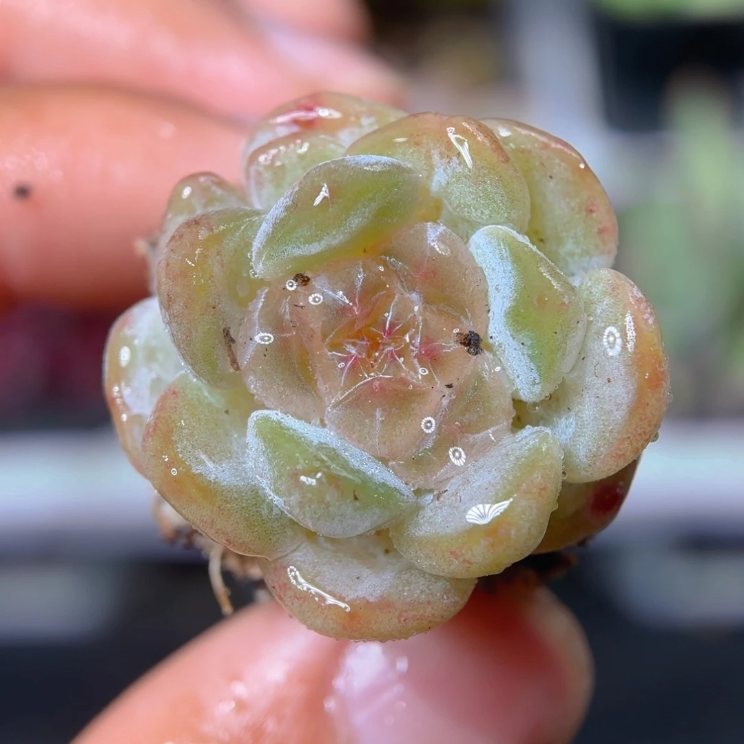 糖心多肉9.9包邮发货