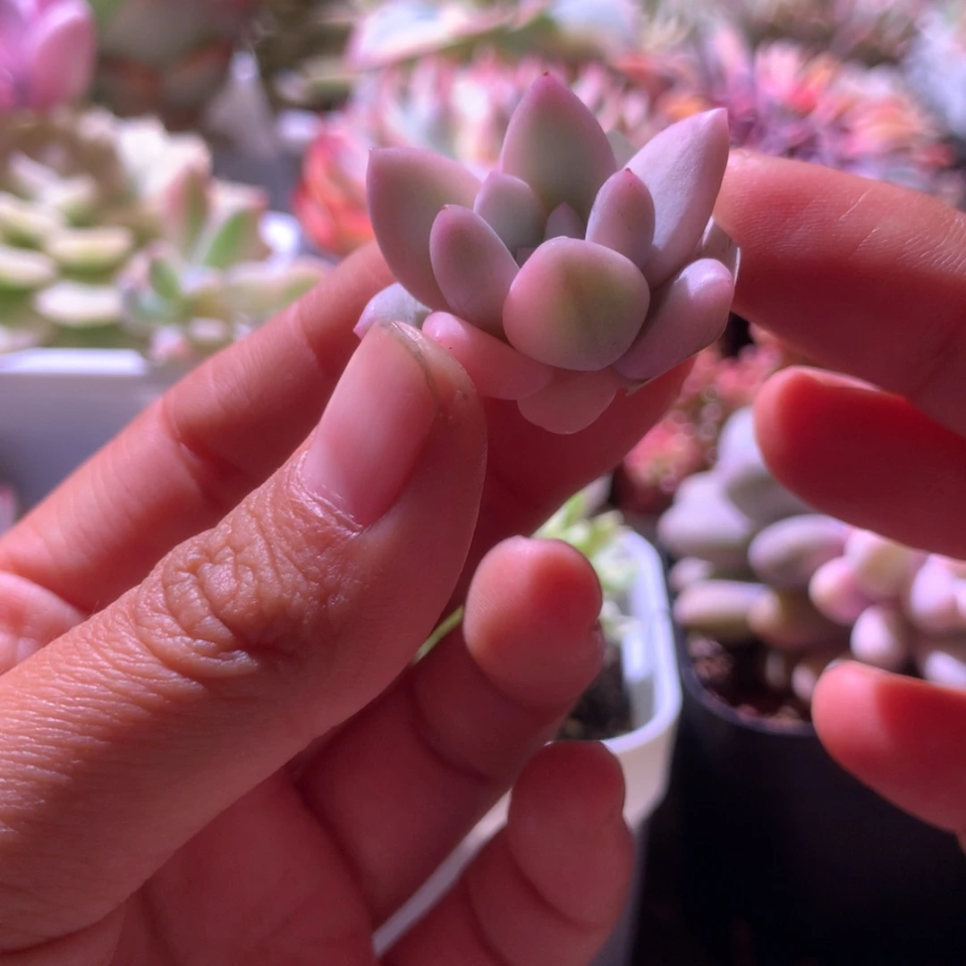 所罗门覆轮锦砍头有杆子