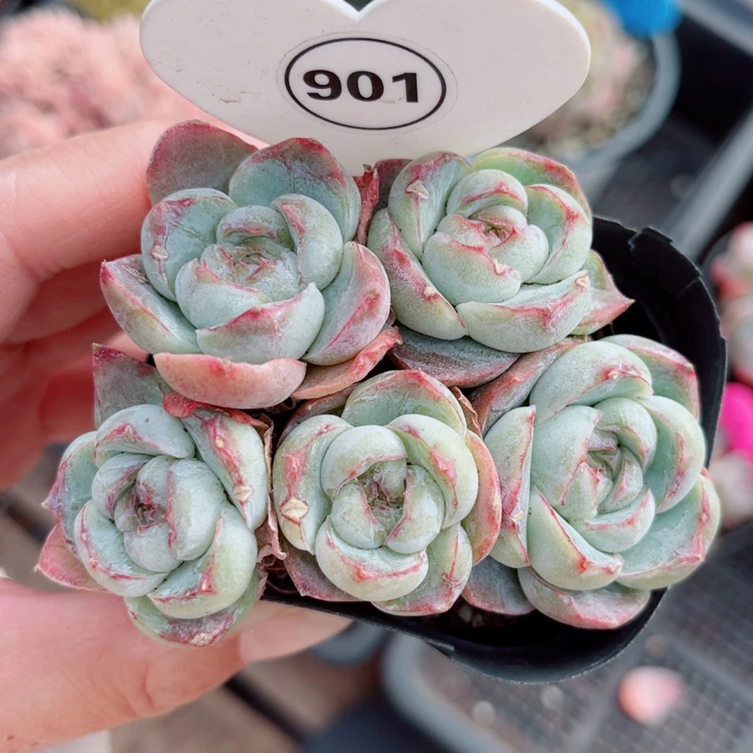 901号小老桩胖虎群