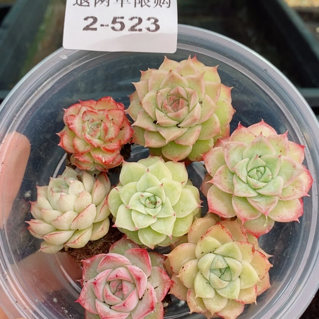 2-523 新疆西藏内蒙不发货 零下不拍保温箱不包损