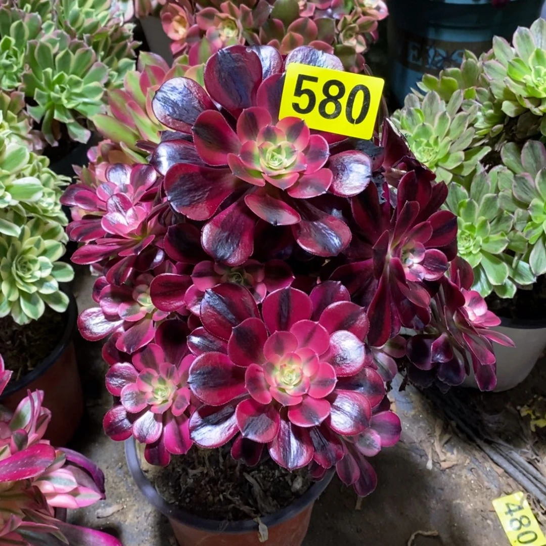 刻**心美杜莎多肉法师580