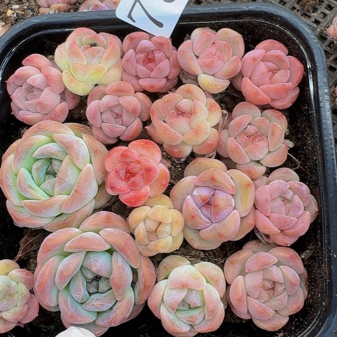 多肉植物多肉植物780