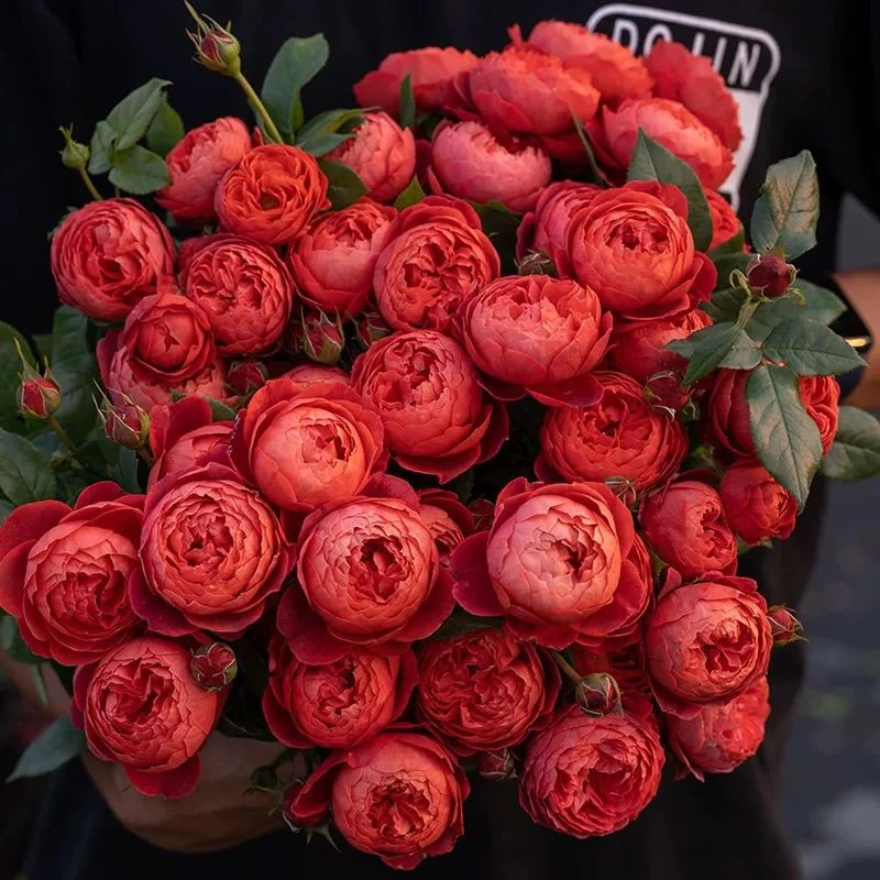 朱砂碗 新品多头勤花丰花月季玫瑰花苗大花浓香四季开花阳台盆栽