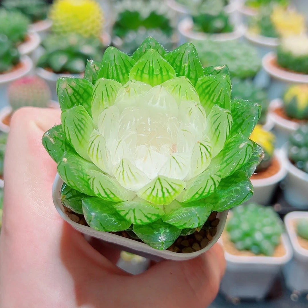 白莲花带白盆种好