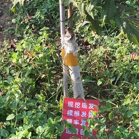^***^文玩核桃吊坠血麒麟