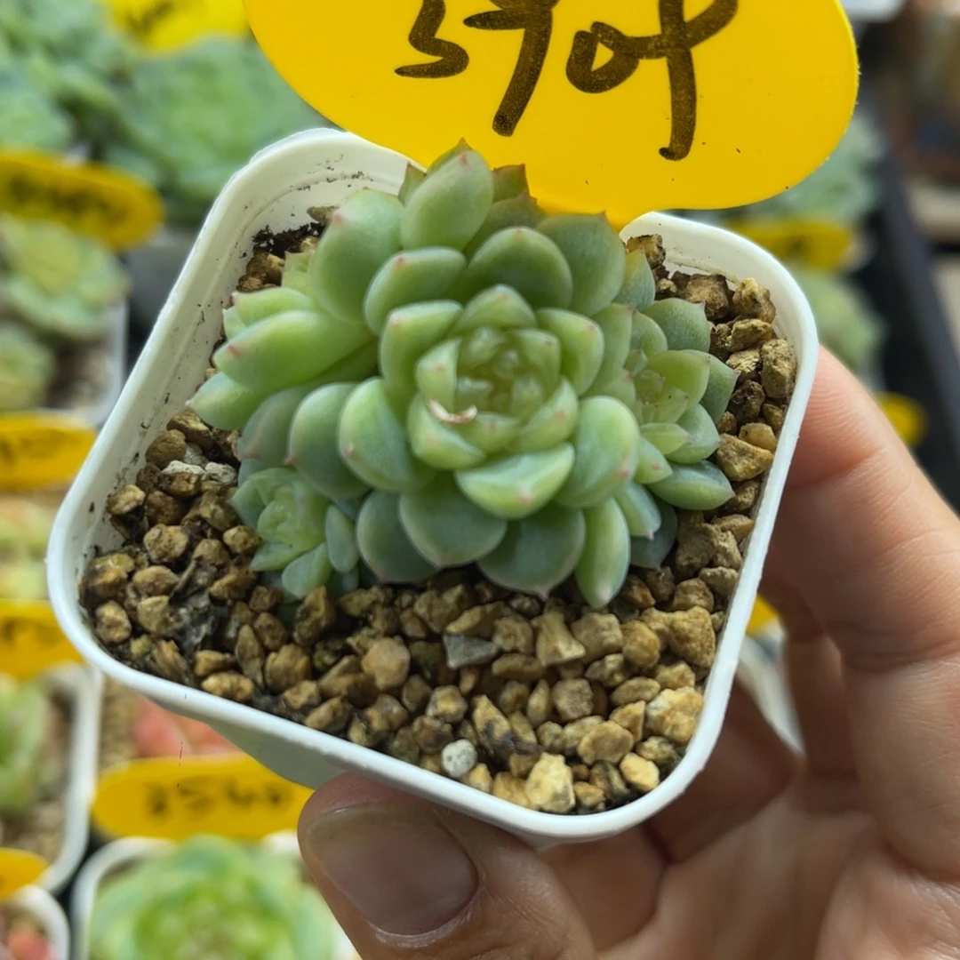 泼天富贵4头群3909