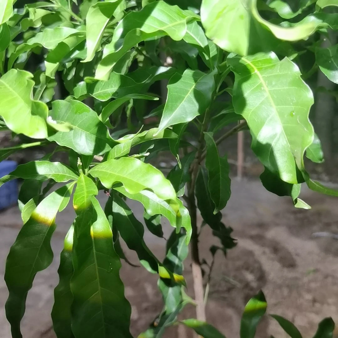 狠***骗当前无花栽培后可以开花