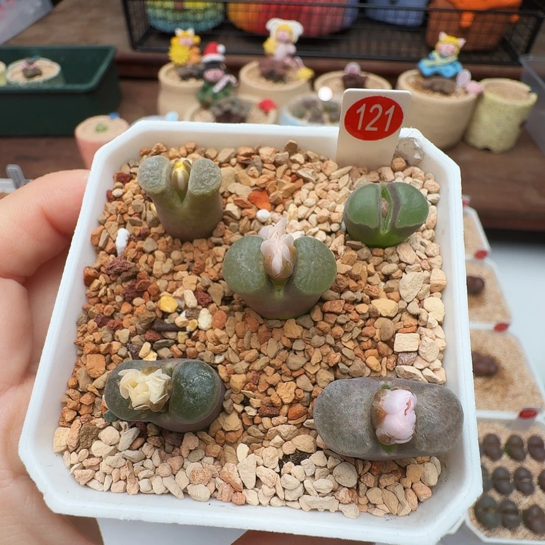 多肉植物福利风铃含盆价格121