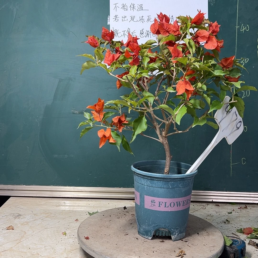 完全开放  热火桑巴  979