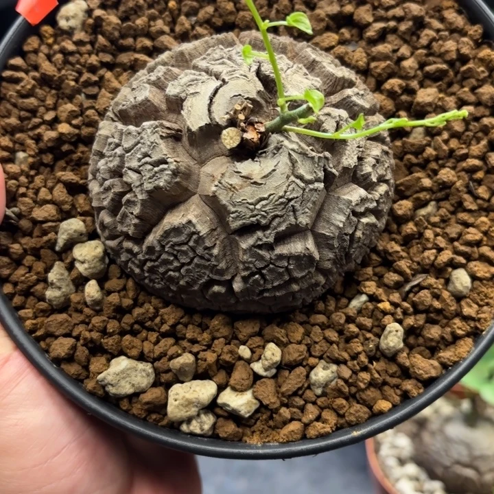 1904龟甲龙不退不换