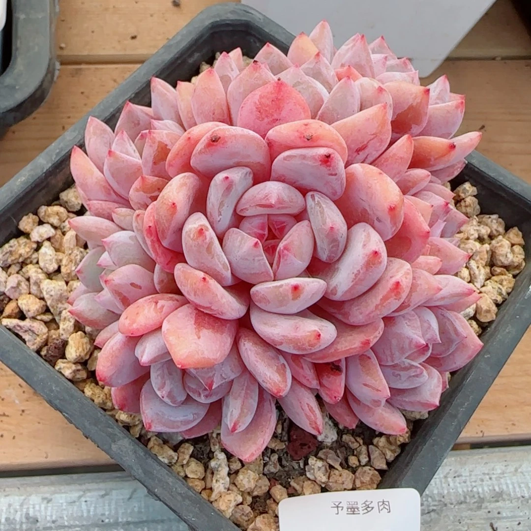 星影群，8418多肉植物