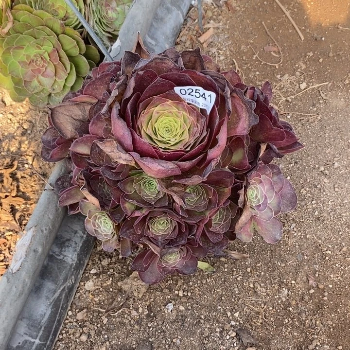 02541魅金玫瑰多肉植物