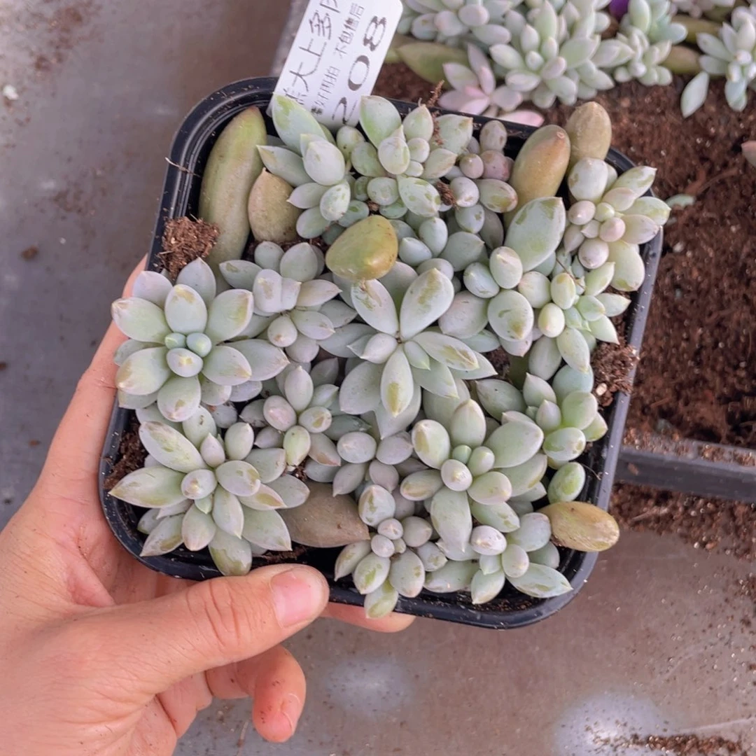 糕大上多肉植物208