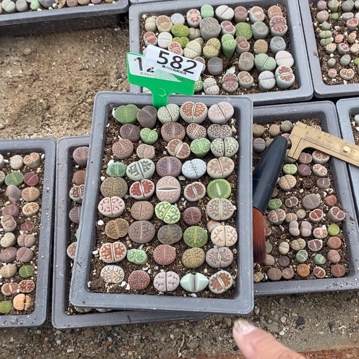 海***0生石花的季节是最好582