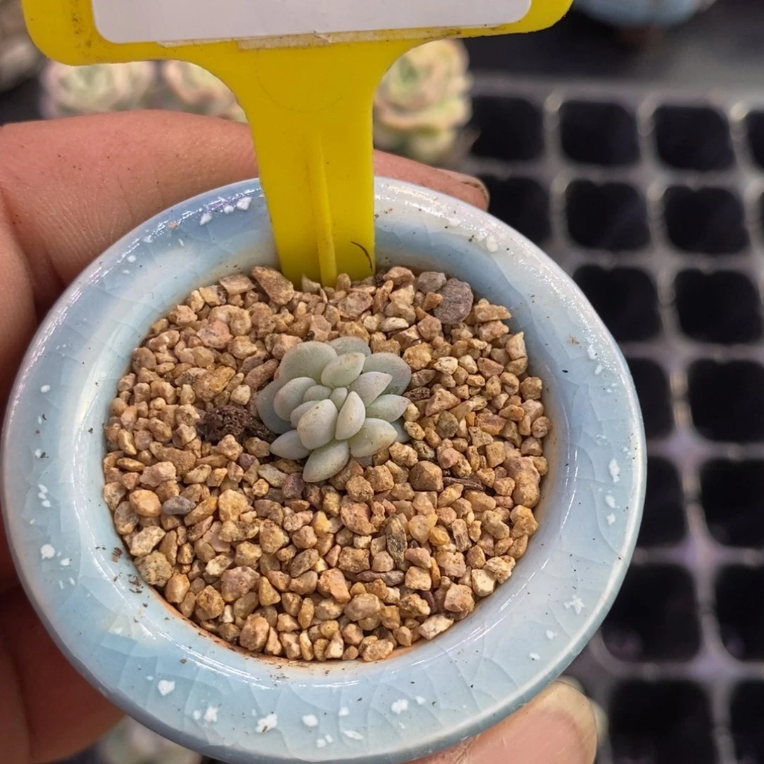 王****八295冰玉缀多肉植物……