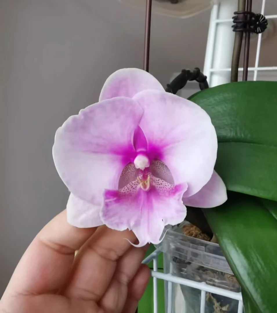 2.8寸（快乐情人）蝴蝶兰不带花剑苗子发货叶片微瑕疵