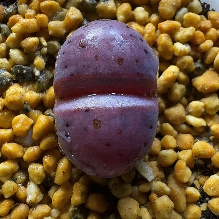 生石花111111。   1.5左右。  196