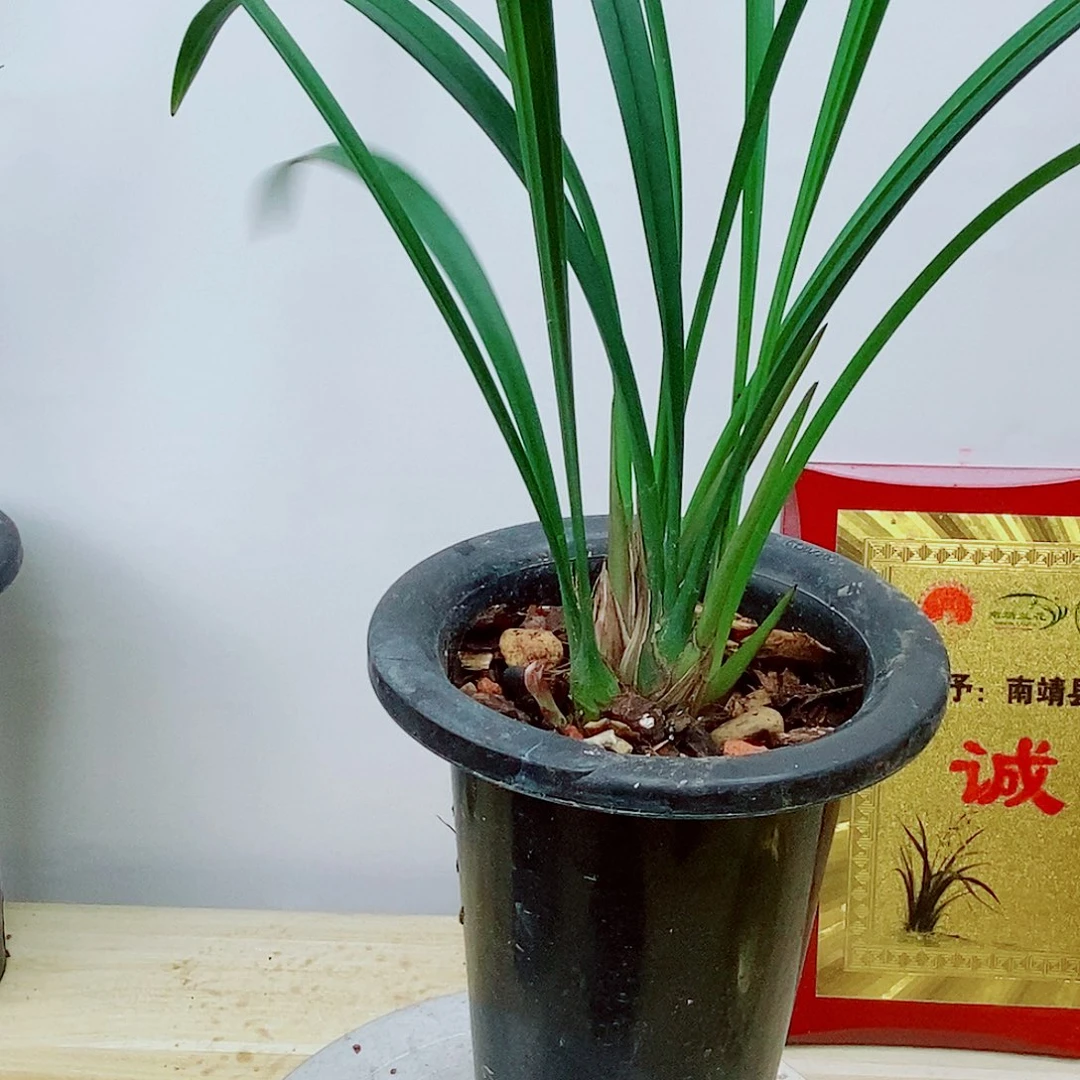 当前无花栽培后可以开花富山