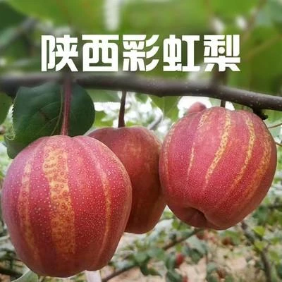 彩虹梨树苗盆栽地栽南方北方种植梨树