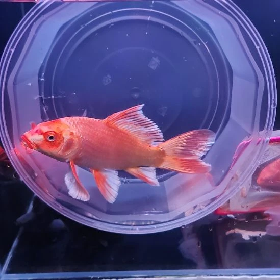 海水鱼红色普身蝴蝶鲤