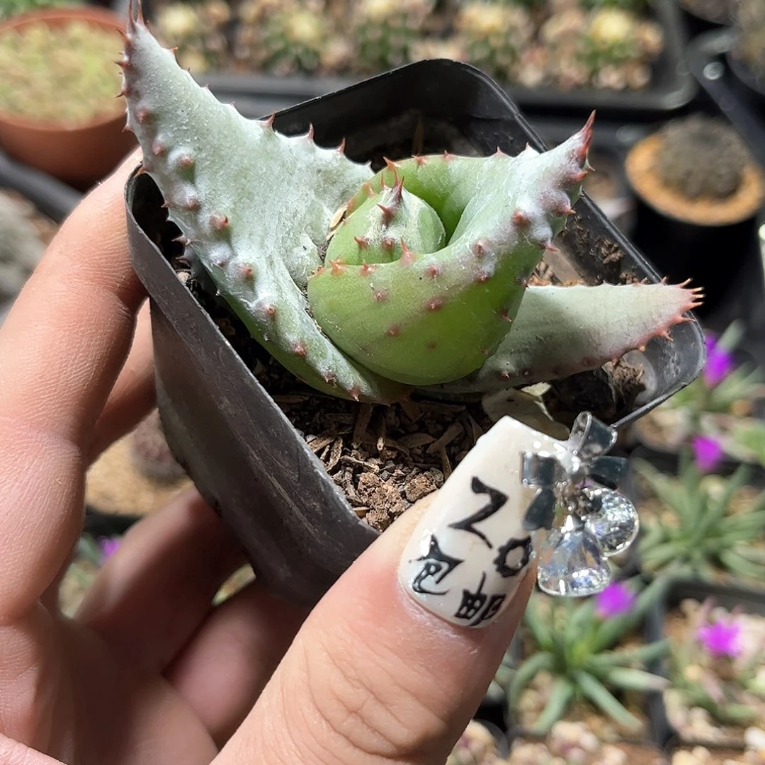 元宝芦荟单头发货有根
