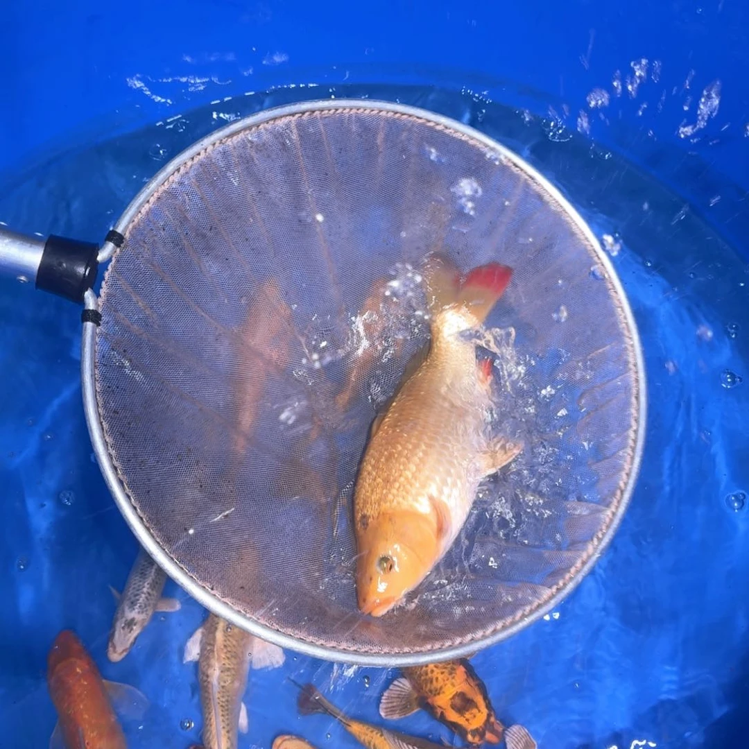 锦鲤?啊啊啊啊啊