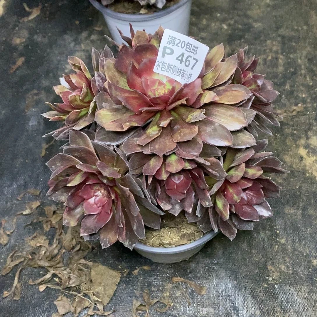 467万灰花脸多肉法师锦