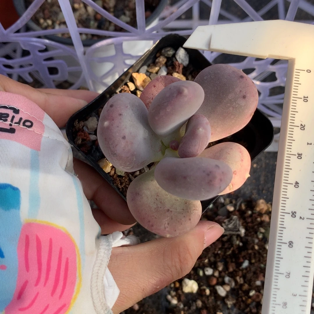 小屁桃奶酪小屁桃哦