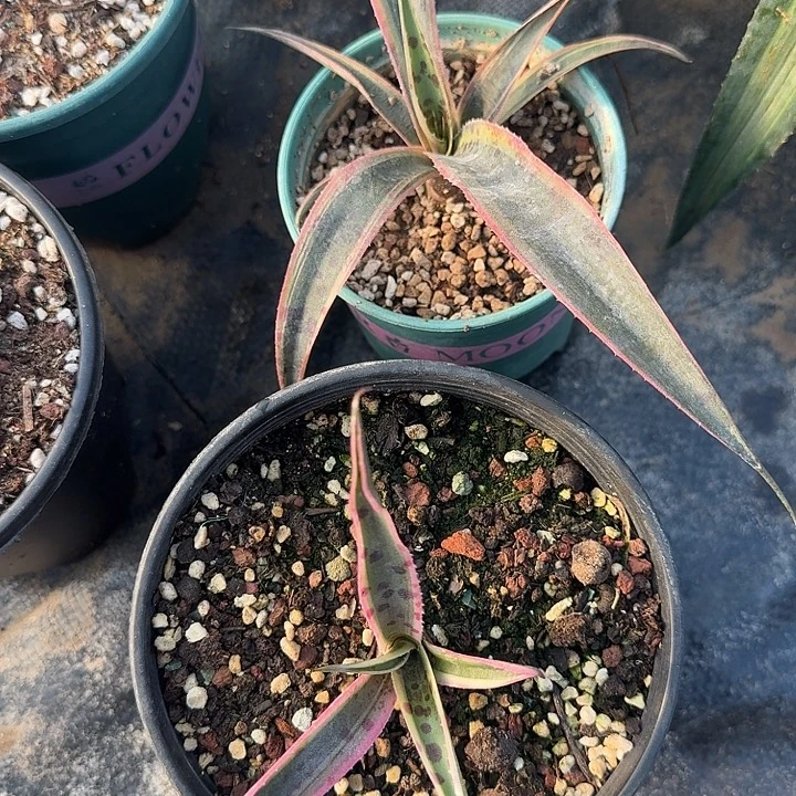 美***图万花筒雪豹脱土发货