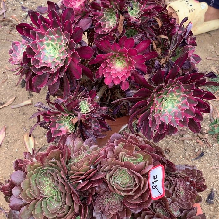 不包损257.258号天合万缀