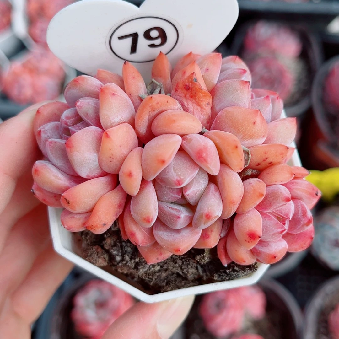 79号小老桩粉精灵群