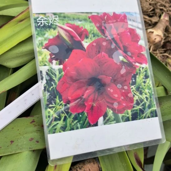 当前无花栽培后可以开花余烬6厘米裸根球3棵
