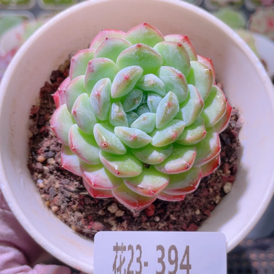 花利美23-394白桃汽水