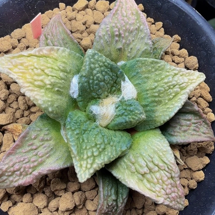 黄白锦融合彩粉色花怒