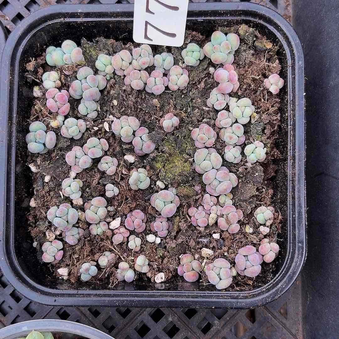 多肉植物多肉植物776