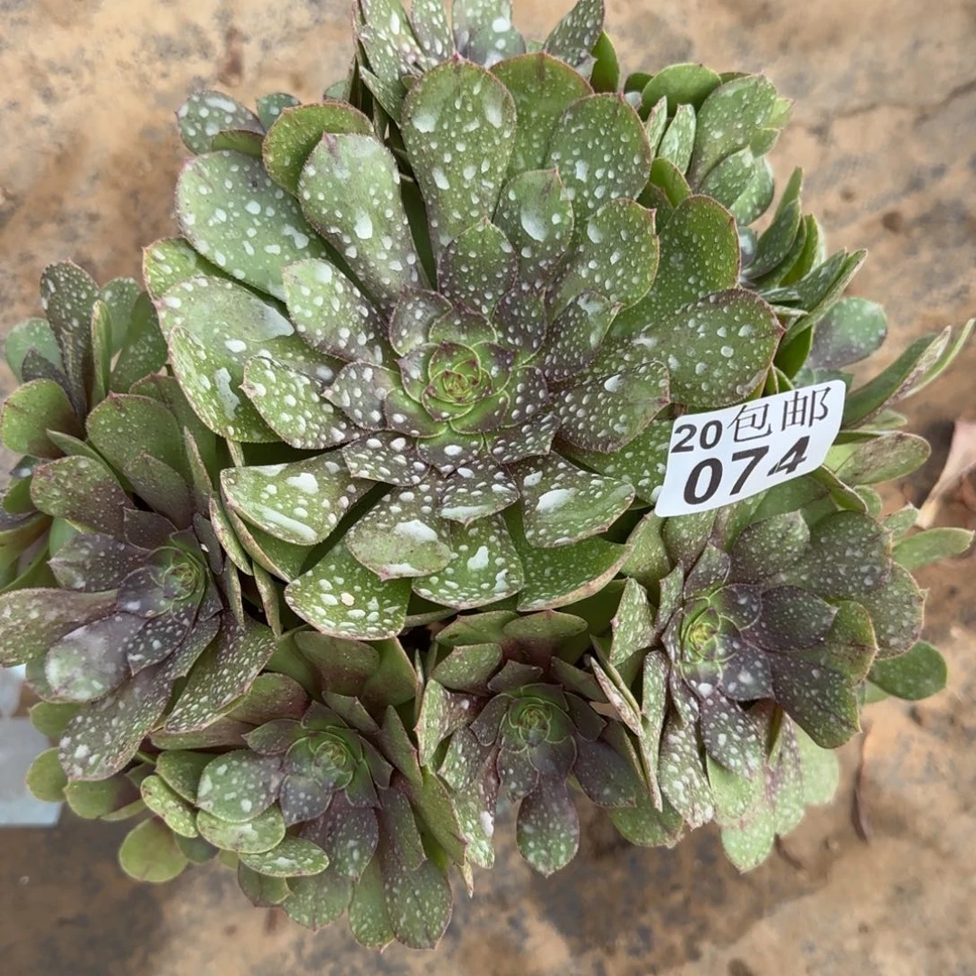 沙拉074满20包邮断枝不包