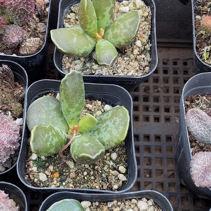 紫库博带盆土发货