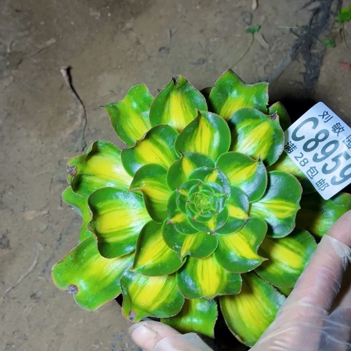 暴君多肉植物法师8959法师