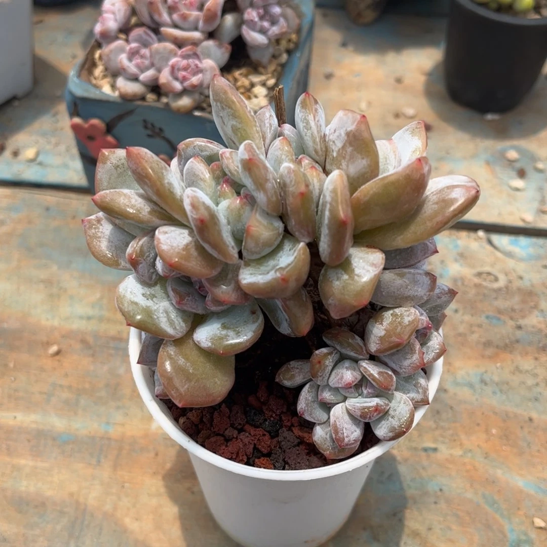 一物一拍：星晴多头