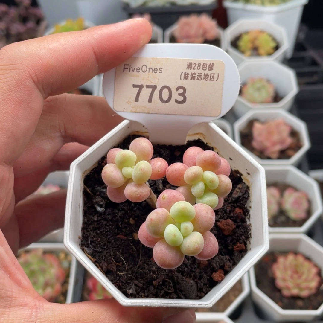 鱼子酱7703-4厘米